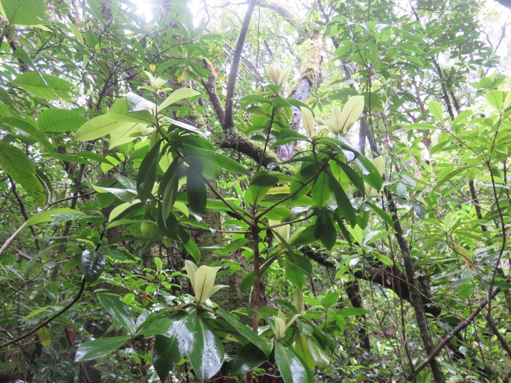 23. Badula grammisticta - Bois de savon - Myrsinaceae.jpeg