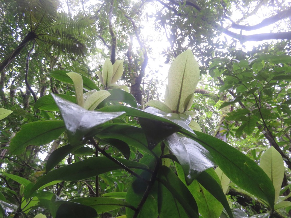 24. Badula grammisticta - Bois de savon - Myrsinaceae.jpeg