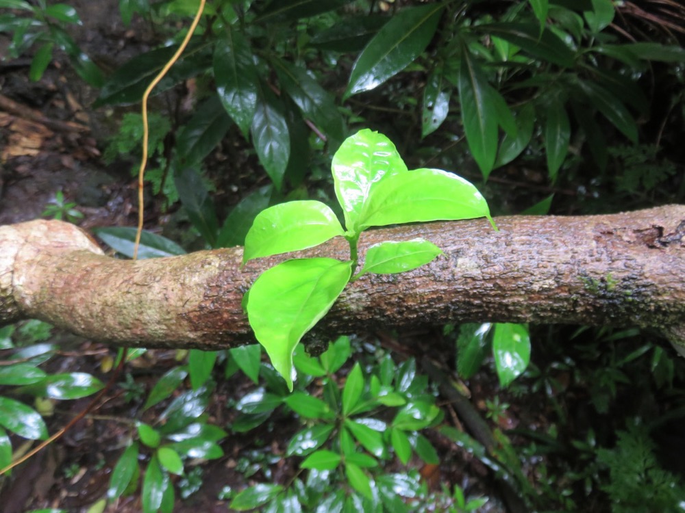 25. Petite pousse sur une belle liane de Danais fragrans - Liane jaune ou Lingue noir  - RUBIACEE     ne pas confondre avec Mussaenda arcuata - Lingue café - RUBIACEAE.jpeg