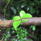 25. Petite pousse sur une belle liane de Danais fragrans - Liane jaune ou Lingue noir  - RUBIACEE     ne pas confondre avec Mussaenda arcuata - Lingue café - RUBIACEAE.jpeg