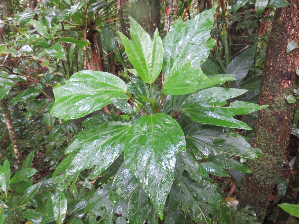 29. Hibiscus boryanus - Foulsapatte marron- Malvacée- B..jpeg