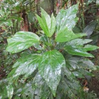 29. Hibiscus boryanus - Foulsapatte marron- Malvacée- B..jpeg