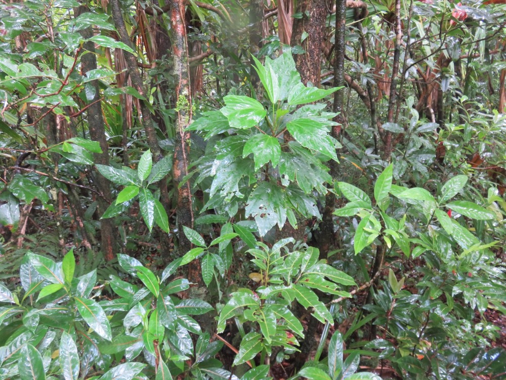 30. Hibiscus boryanus - Foulsapatte marron- Malvacée- B..jpeg