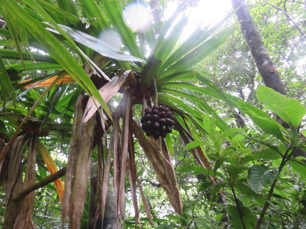 31. Pandanus purpurascens - Vacoa des hauts - Pandanaceae - Mascar. (B).jpeg