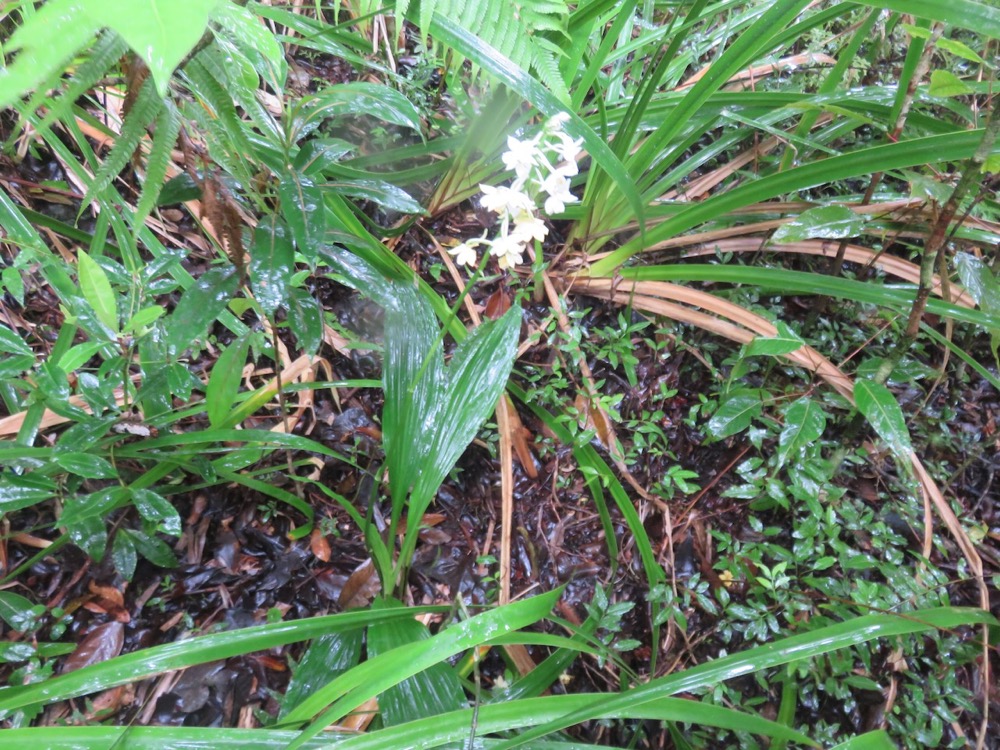 32. Calanthe sylvatica - ORCHIDACEAE-I.jpeg