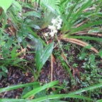 32. Calanthe sylvatica - ORCHIDACEAE-I.jpeg