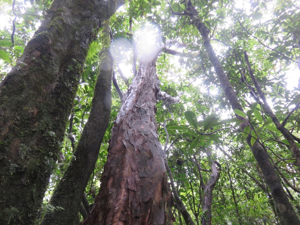 35. Psiloxylon mauritianum - Bois de pêche marron- Psiloxylacée - BM.jpeg