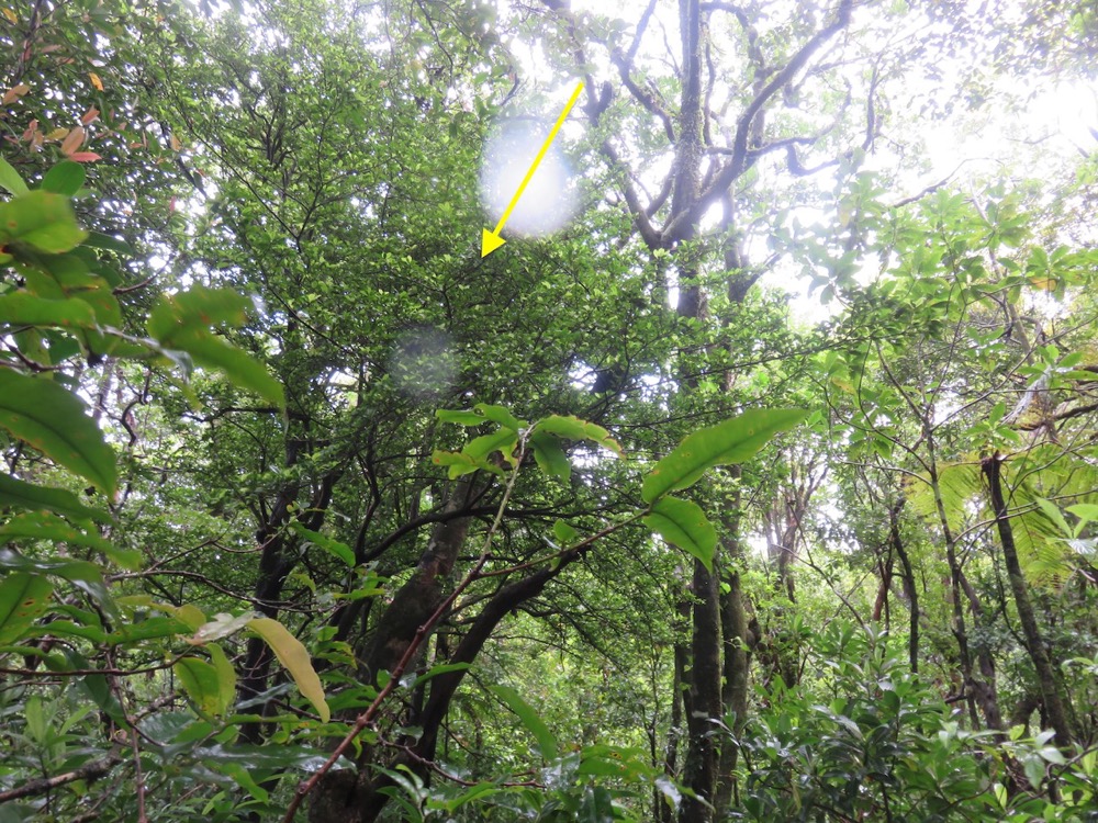 36. Myonima obovata - Bois de prune  ou Bois de prune rat - Rubiaceae.jpeg