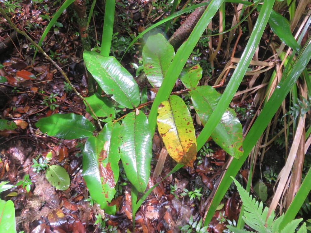 37. ??? Syzygium cordemoyi - Bois de pomme à grandes feuilles - Myrtacée - B.jpeg