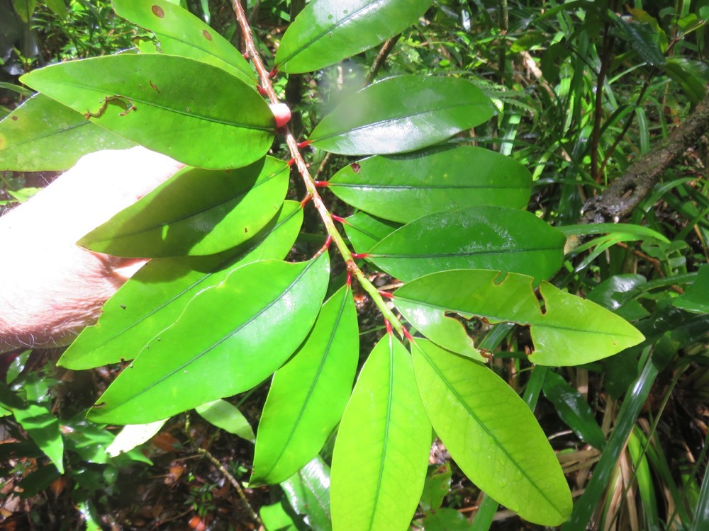 38. Psiloxylon mauritianum - Bois de pêche marron- Psiloxylacée - BM.jpeg