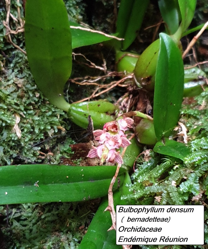 5- Bulbophyllum densum.jpg