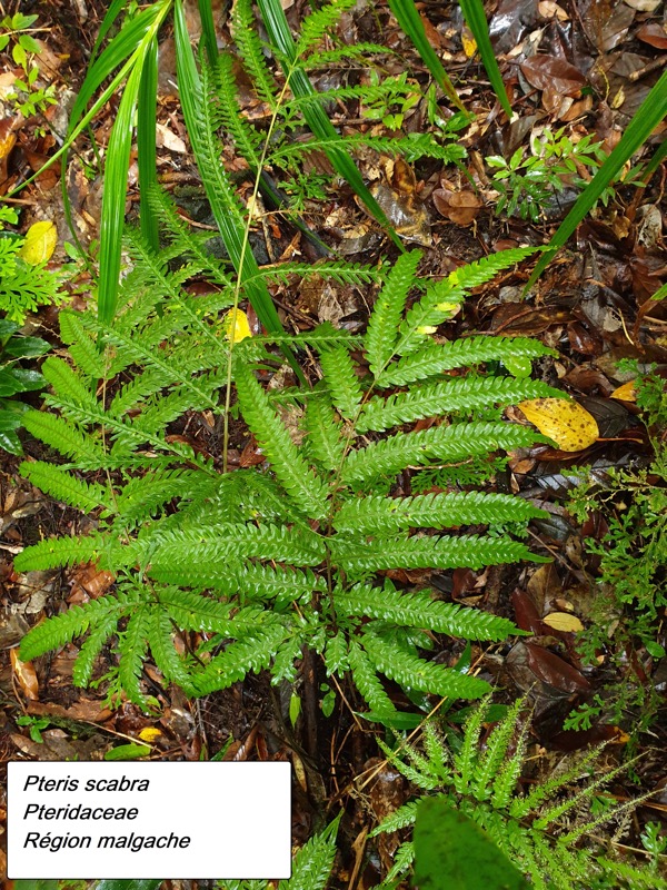 20- Pteris scabra.jpg