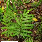 20- Pteris scabra.jpg