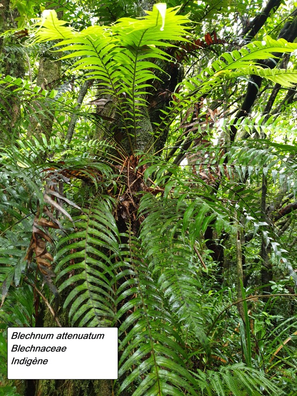 26- Blechnum attenuatum.jpg