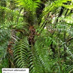 26- Blechnum attenuatum.jpg