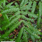 31- Pteris  scabra (2).jpg