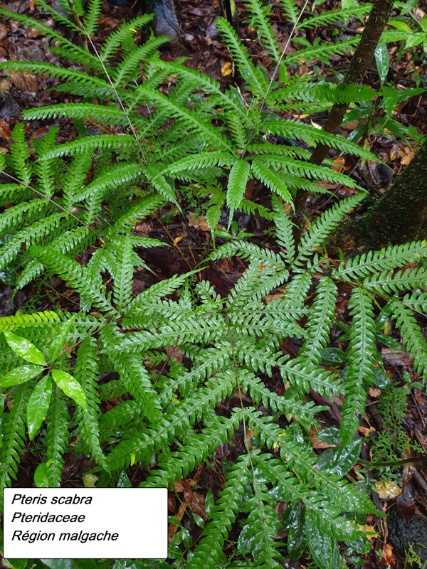 31- Pteris scabra.jpg