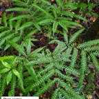 31- Pteris scabra.jpg