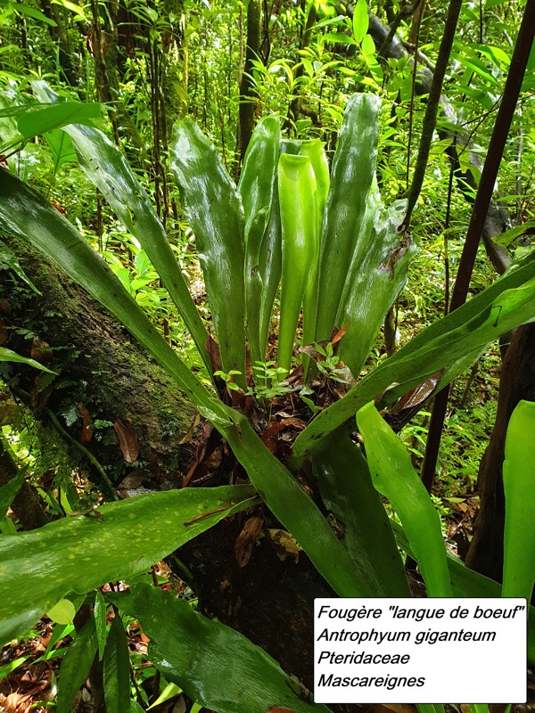 34- Antrophium giganteum.jpg