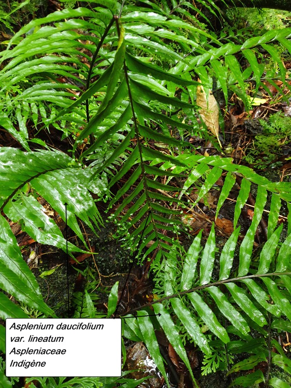 38- Asplenium daucifolium(1).jpg