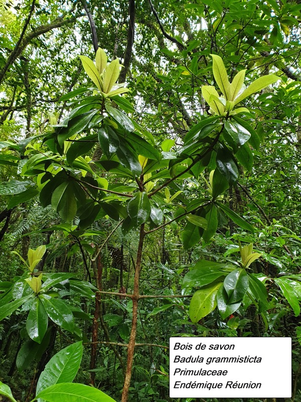 42- Bois de savon - Badula grammisticta.jpg