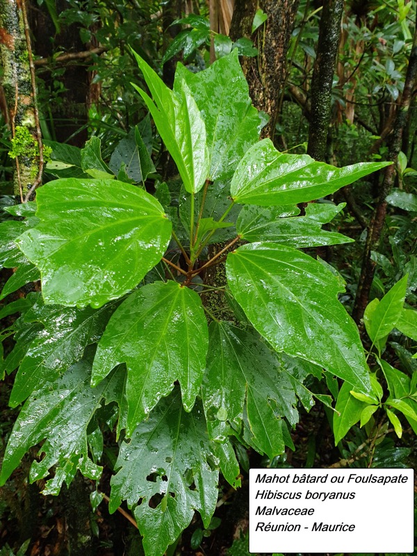 52- Hibiscus boryanus.jpg