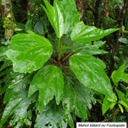 52- Hibiscus boryanus.jpg