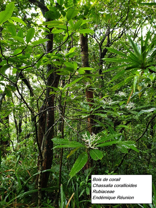 54- Bois de corail.jpg