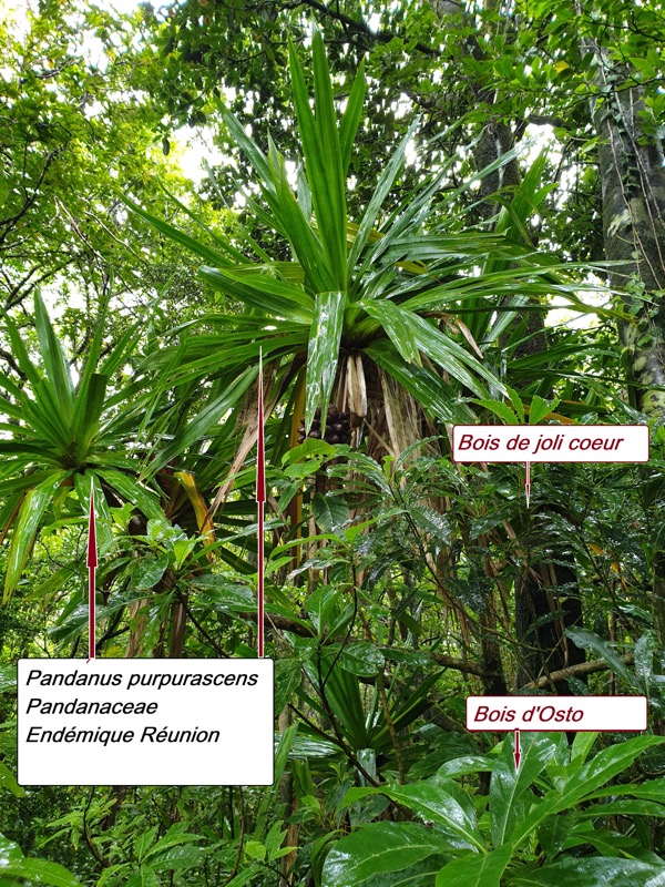 55- Pandanus purpurascens.jpg