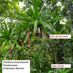 55- Pandanus purpurascens.jpg