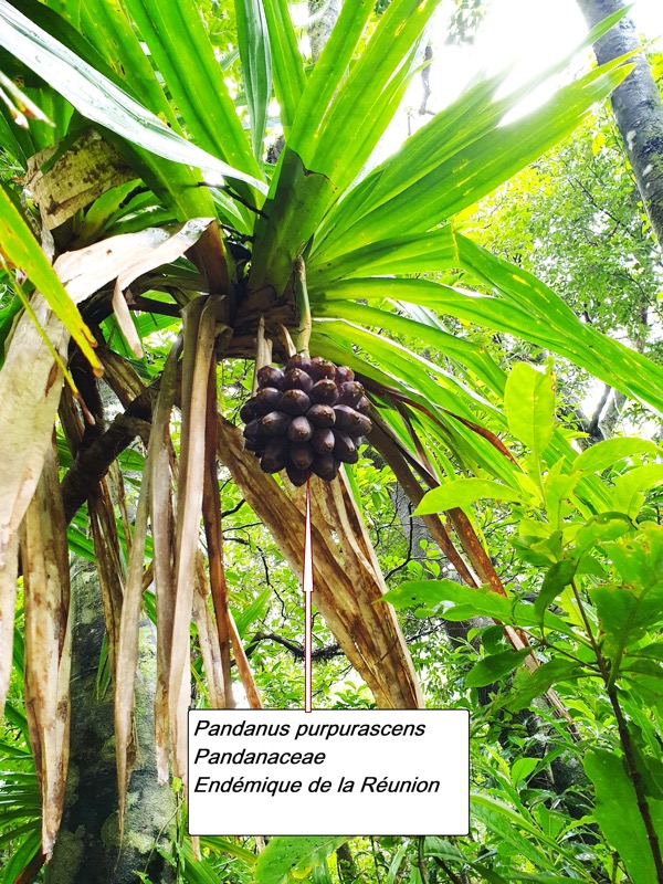 56- Pandanus purpurascens.jpg