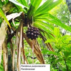 56- Pandanus purpurascens.jpg