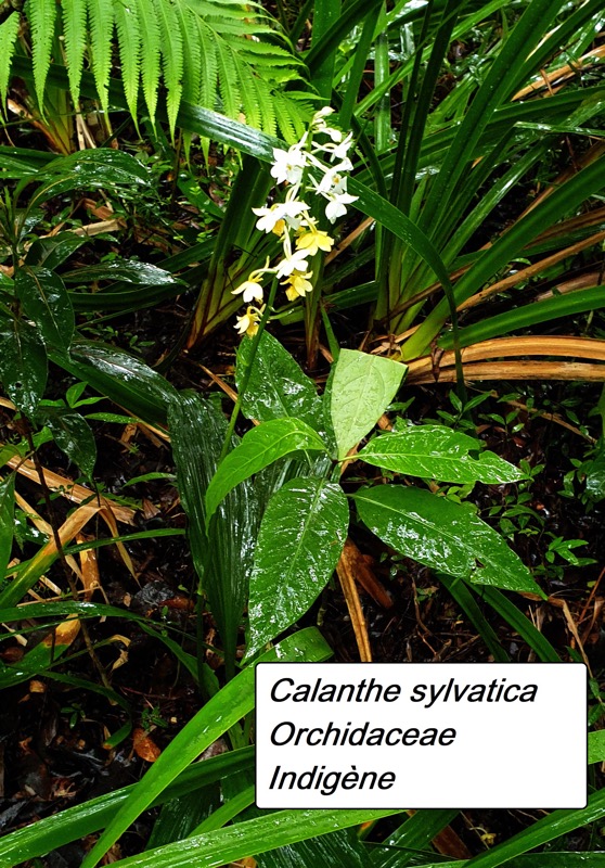 57- Calanthe sylvatica.jpg