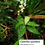 57- Calanthe sylvatica.jpg