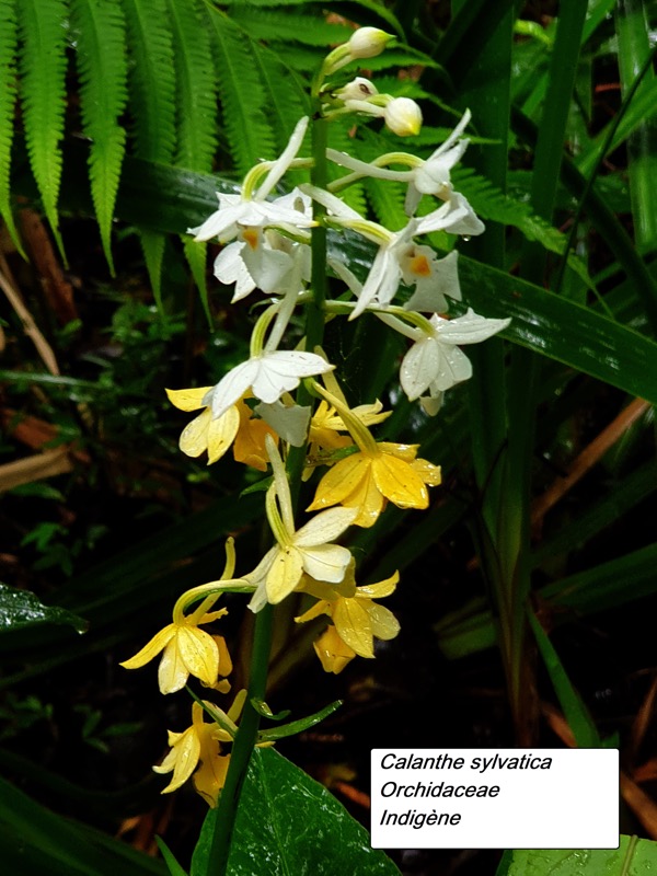 58- Calanthe sylvatica.jpg