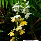 58- Calanthe sylvatica.jpg