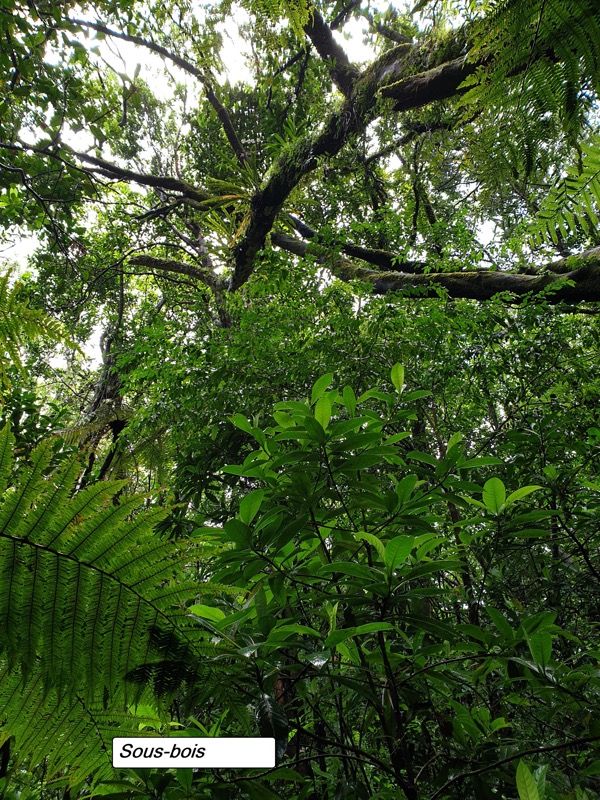 75- Sous-bois - Forêt Mourouvin.jpg