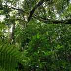 75- Sous-bois - Forêt Mourouvin.jpg