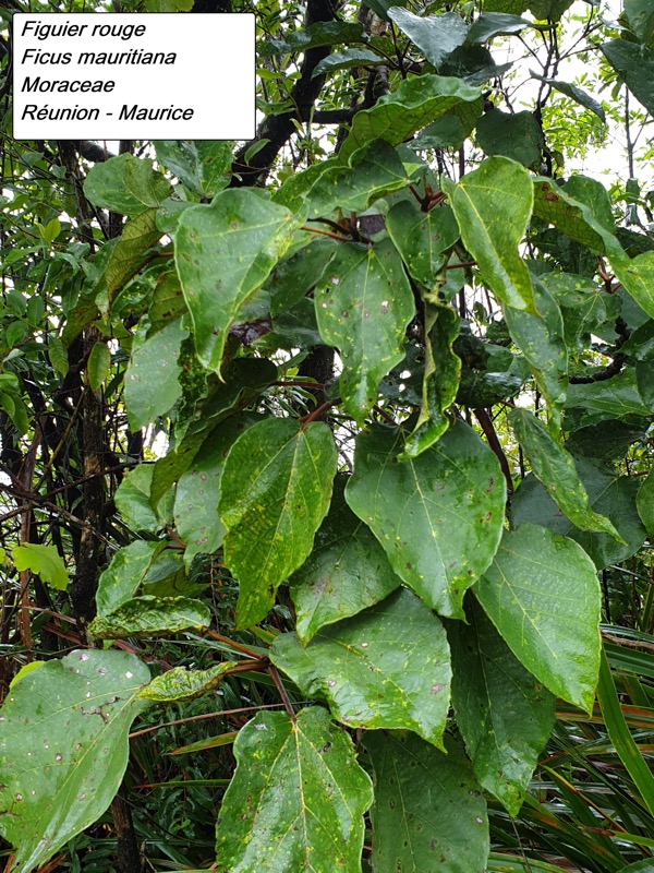 78- Ficus mauritiana.jpg