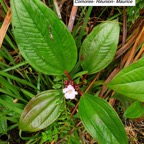 79- Tristemma mauritianum.jpg