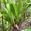 Antrophyum boryanum - Langue de boeuf - VITTARIACEAE - Indigene Reunion - MB3_1498.jpg