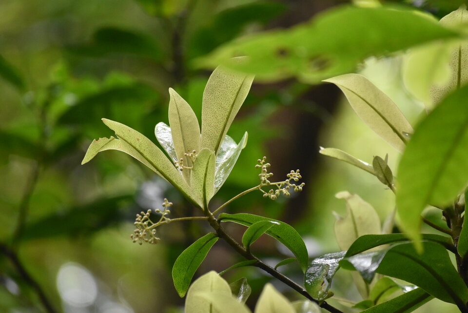 Badula grammisticta - Bois de savon - PRIMULACEAE - Endemique Reunion - MB3_1512.jpg