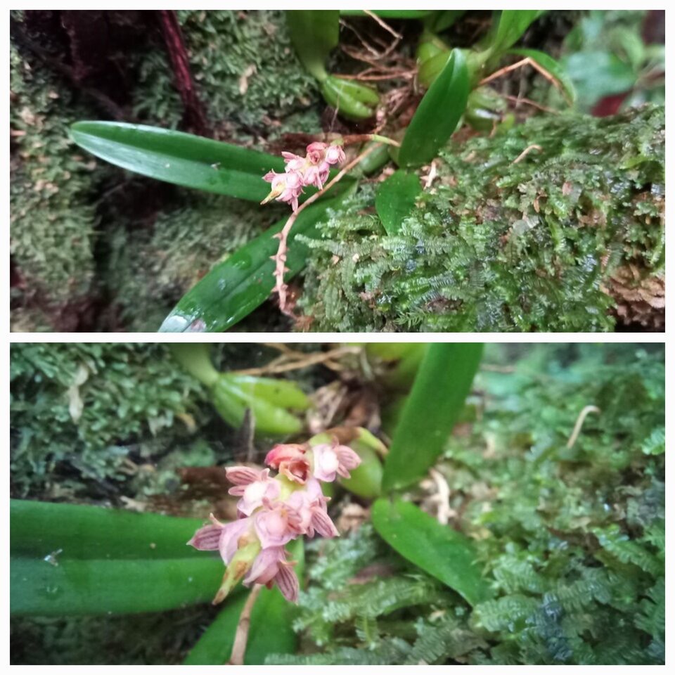 Bulbophyllum densum (bernadetteae) - EPIDENDROIDEAE - Endemique Reunion - 20230314_214238.jpg