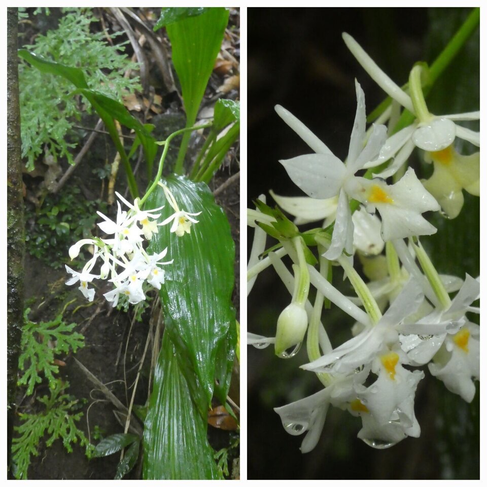 Calanthe sylvatica - EPIDENDROIDEAE - Indigene Reunion - 20230314_214320.jpg