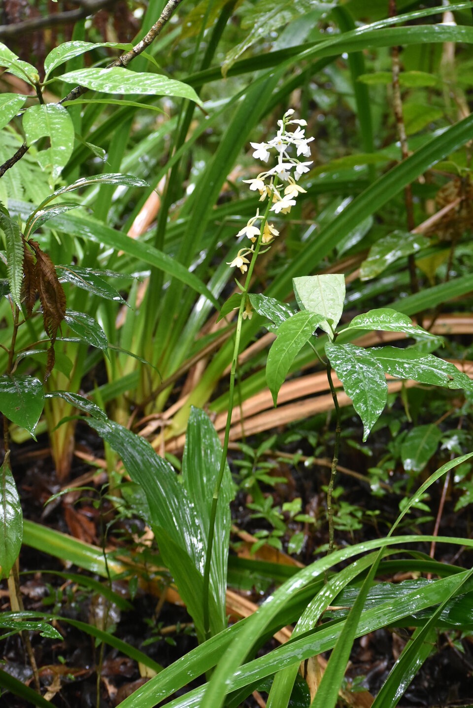 Calanthe sylvatica - EPIDENDROIDEAE - Indigene Reunion - MB3_1516.jpg