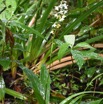 Calanthe sylvatica - EPIDENDROIDEAE - Indigene Reunion - MB3_1516.jpg