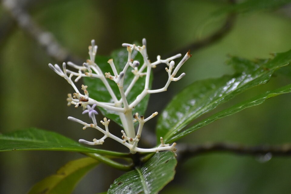 Chassalia corallioides - Bois de corail - RUBIACEAE - Endemique Reunion - MB3_1514.jpg