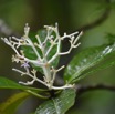 Chassalia corallioides - Bois de corail - RUBIACEAE - Endemique Reunion - MB3_1514.jpg