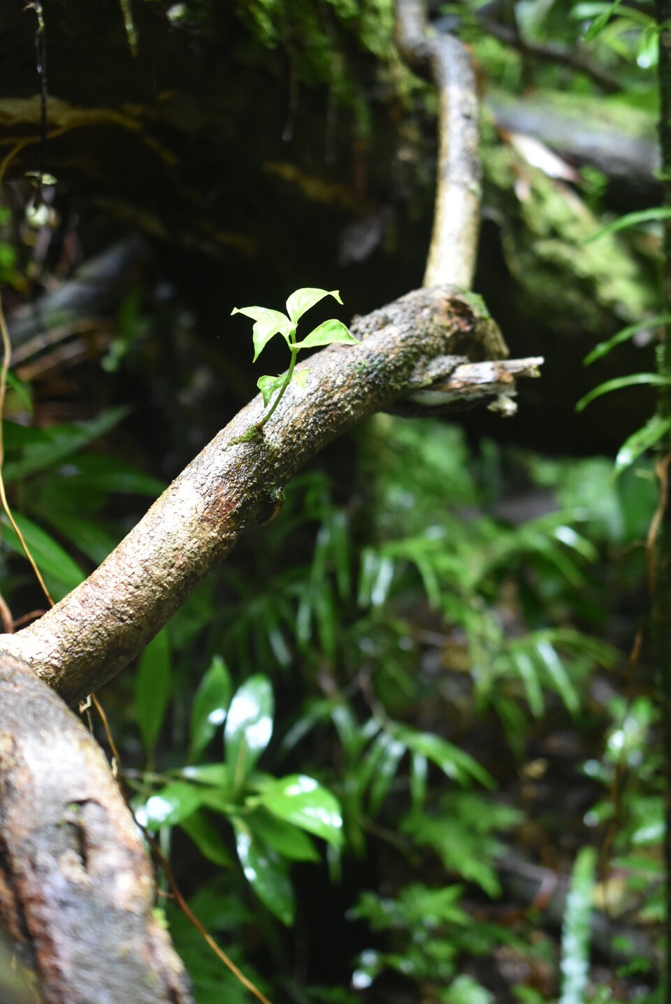 Danais fragrans - Liane jaune - RUBIACEAE - Indigene Reunion - MB3_1509.jpg