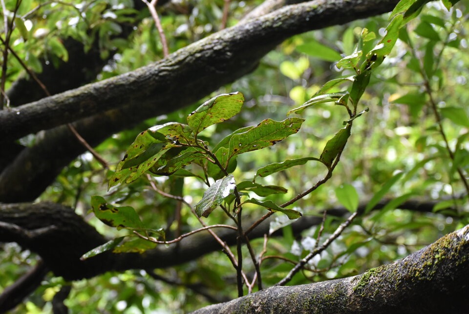 Diospyros borbonicum - Bois noir des hauts - EBENACEAE - Endemique Reunion - MB3_1520.jpg